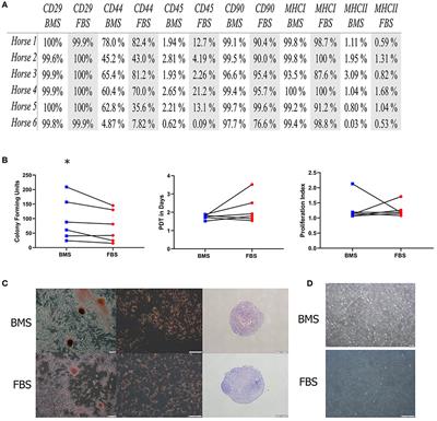 Preparation Technique Affects Recipient Immune Targeting of Autologous Mesenchymal Stem Cells